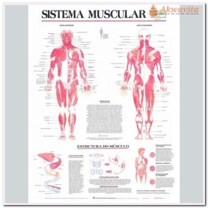 Anatomia Humana Sistema Muscular Frente Costas 89x117cm