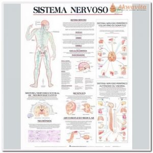 Anatomia Humana Sistema Nervoso Completo 89x117cm