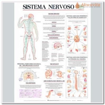 Anatomia Humana Sistema Nervoso Completo 89x117cm