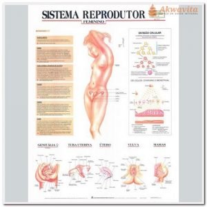 Anatomia Humana Sistema Reprodutor Feminino 89x117cm