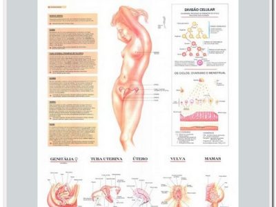 Anatomia Humana Sistema Reprodutor Feminino 89x117cm