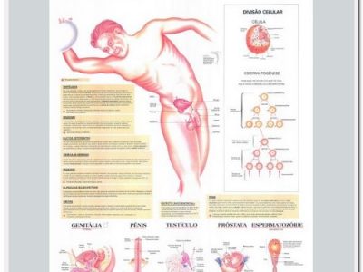 Anatomia Humana Sistema Reprodutor Masculino 89x117cm