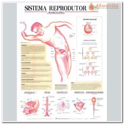 Anatomia Humana Sistema Reprodutor Masculino 89x117cm