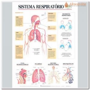 Anatomia Humana Sistema Respiratório Completo 89x117cm