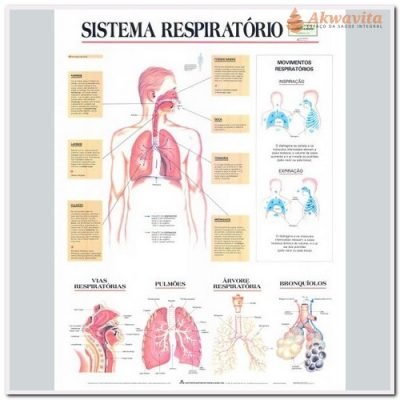Anatomia Humana Sistema Respiratório 89x117cm- Geomapas