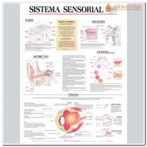 Anatomia Humana Sistema Sensorial Completo 89x117cm