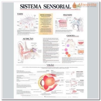 Anatomia Humana Sistema Sensorial 89x117cm- Geomapas