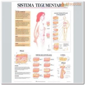 Anatomia Humana Sistema Tegumentar Completo 89x117cm