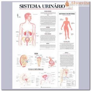 Anatomia Humana Sistema Urinário Completo 89x117cm