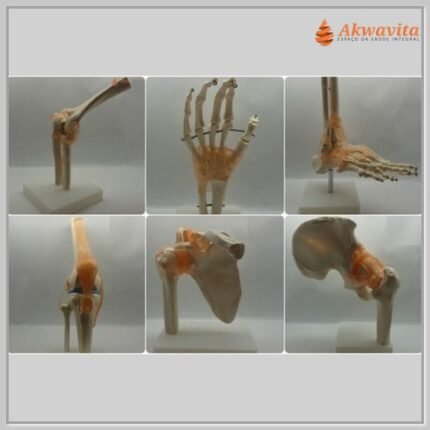 Modelos Anatômicos de Articulações do Corpo Humano