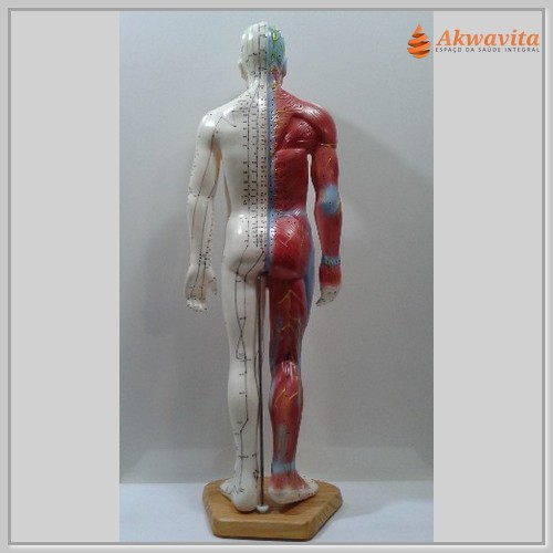 Modelo Humano com Pontos de Acupuntura masculino com músculo