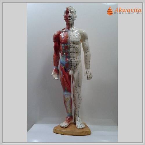 Modelo Humano com Pontos de Acupuntura masculino com músculo