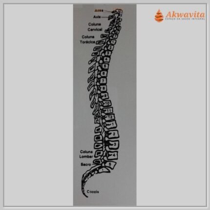 Coluna Vertebral Gráfico Radiônico de PVC 11X27cm