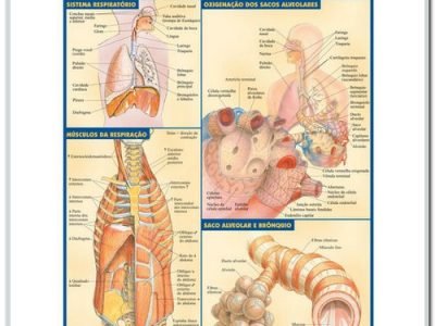 Resumão da Anatomia do Sistema Respiratório