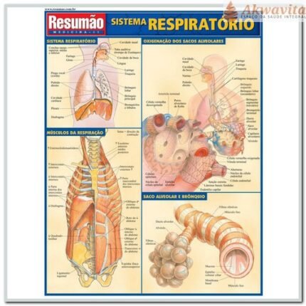 Resumão da Anatomia do Sistema Respiratório