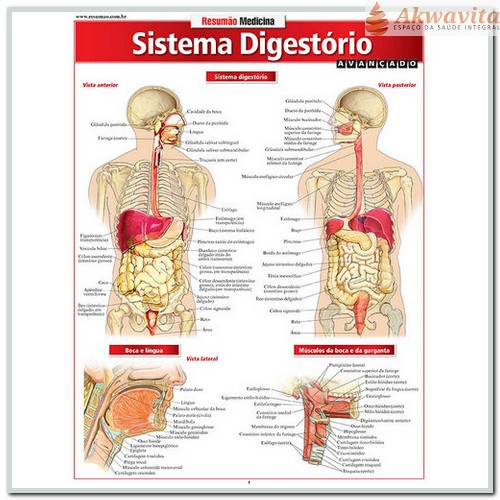 Resumão da Anatomia do Sistema Digestório Avançado
