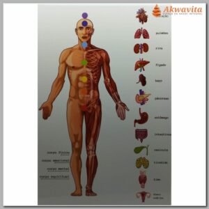 Prancha Radiestésica Corpo Humano Órgãos PVC 20x30cm