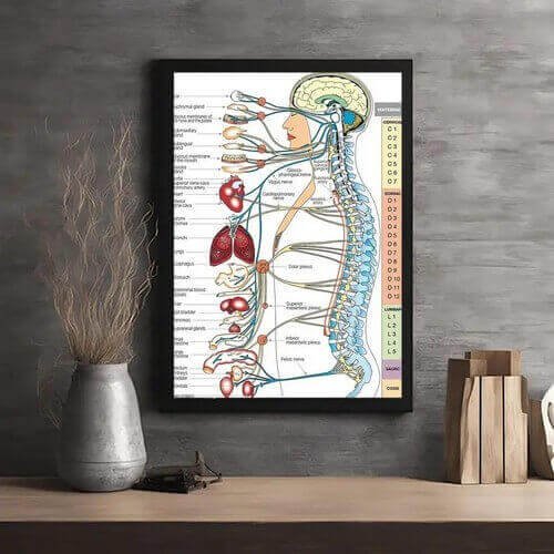 Mapa Coluna Sistema Nervoso com Órgãos 30x40cm Plastificado