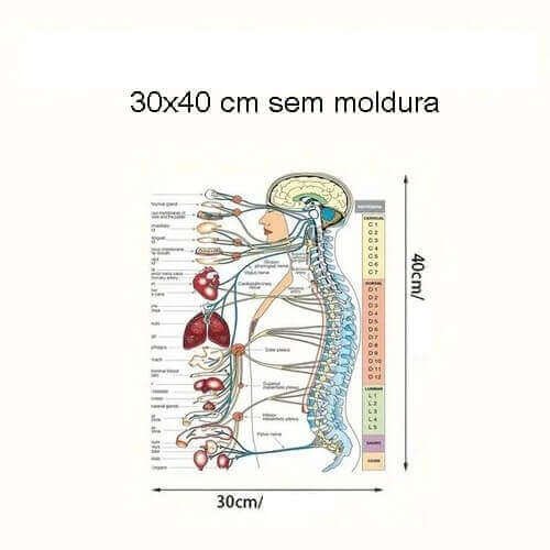 Mapa Coluna Sistema Nervoso com Órgãos 30x40cm Plastificado