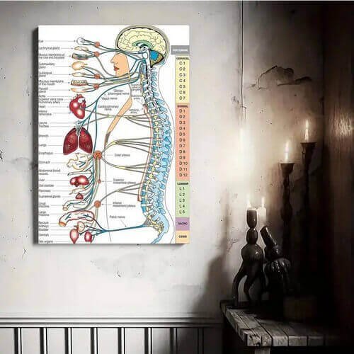 Mapa Coluna Sistema Nervoso com Órgãos 30x40cm Plastificado