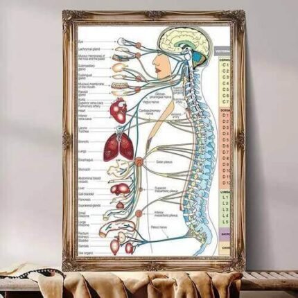 Mapa Coluna Sistema Nervoso com Órgãos 30x40cm Plastificado
