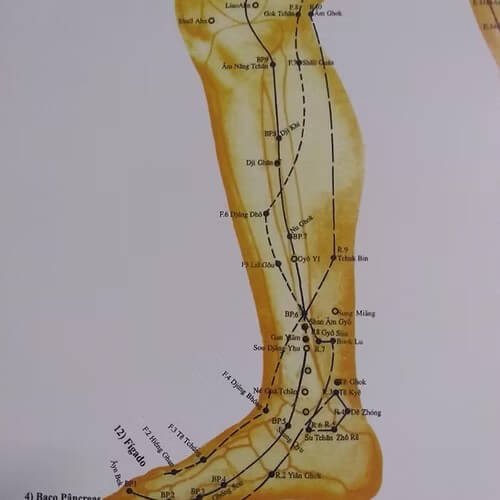 Mapa de Pontos dos Meridianos Acupuntura e Moxa 68x100cm
